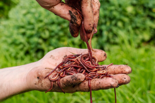 Breeding red worms Dendrobena. fertile soil. natural soil improvement. Fishing worms. Worms in the hands of a man.