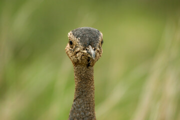 Red-crested Korhaan, Kruger National Park, South Africa