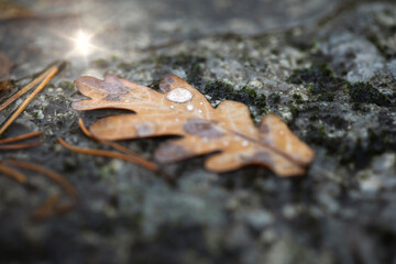 Oak leaf with raindrop on stone