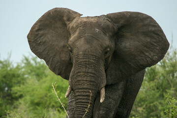 Fototapeta na wymiar African elephant, Kruger National Park, South Africa