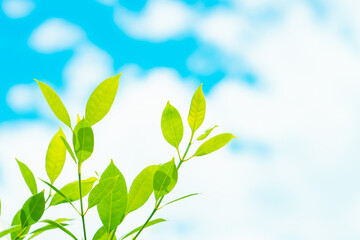 Fototapeta na wymiar Closeup nature view branch of green leaf on sky background with copy space using as background concept
