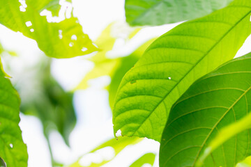 Fototapeta premium Abstract closeup nature view of green leaf on sunlight using as background and fresh ecology wallpaper concept