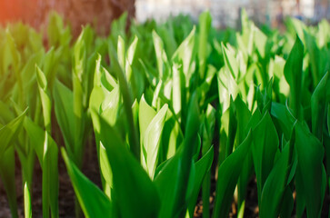 Green spring lilies of the valley grow in the garden.