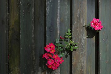 Roses with the shabby wooden planks in the background