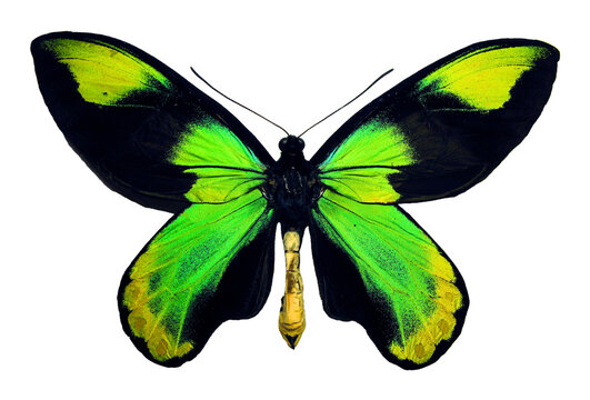 Butterfly isolated on white. Beautiful green yellow black Ornithoptera victoria male macro. Unusual form, Papilionidae, collection butterflies, lepidoptera, entomology, insects.
