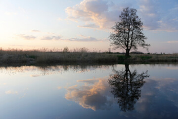 silhouette of a tree against the sky at sunset and reflection in the river, beautiful landscape,...