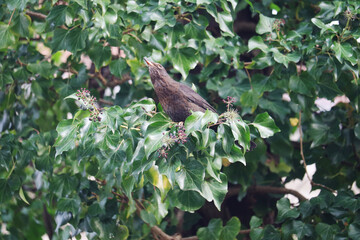 A thrush bird in bushes in spring season