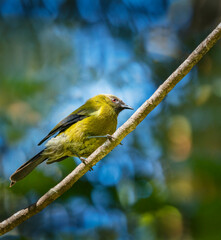 New Zealand bellbird (Anthornis melanura), also known by its Maori names korimako, perched high on a tree branch. Vertical format.