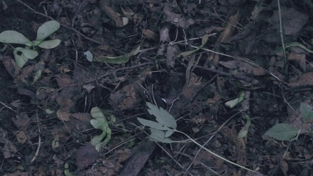 Mole digs the ground and runs through the forest. European mole is a mammal of the order Eulipotyphla.