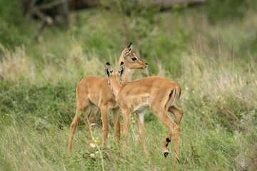 Naklejka na ściany i meble Impala calves, Kruger National Park, South Africa