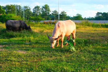 White buffalo (taro buffalo, Albino buffalo) and black buffalo are eating grass in relative fields