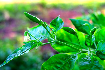 Flowering and fruiting chili peppers plants. It actually belong to the berry fruit family. Solitary Flower and simple fruit.