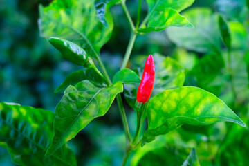 Fresh organic red and green Chilli Padi (Bird's Eye Chilli, Bird Chilli, Thai pepper, Guinea pepper) are growing up in the kitchen garden. It actually belong to the berry fruit family. 