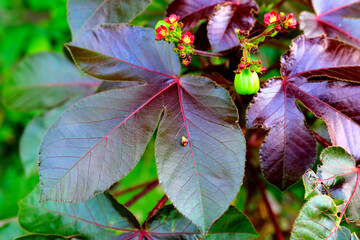 Jatropha gossypiifolia, bellyache bush, black physicnut or cotton-leaf physicnut. The three lobed...