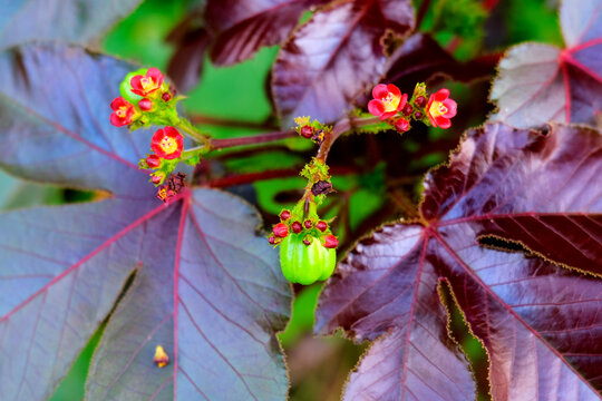 Jatropha gossypiifolia, bellyache bush, black physicnut or cotton-leaf physicnut. The three lobed leaves are purple and sticky. The small red flowers with yellow centres. cherry-sized seed pods.