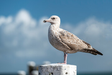 Young seagull Larus marinus on a mooring post