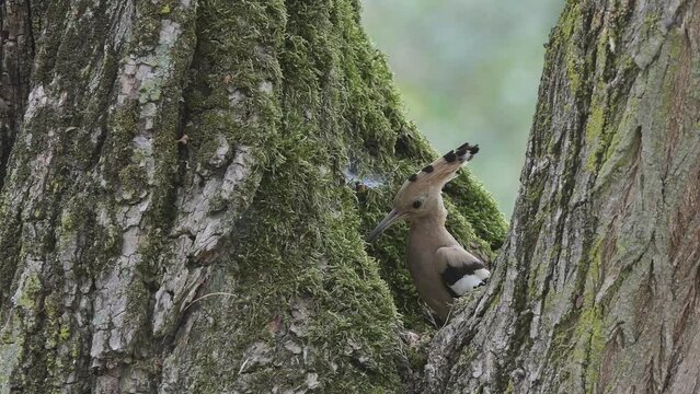 Eurasian hoopoe on nest feeds chicks (Upupa epops)