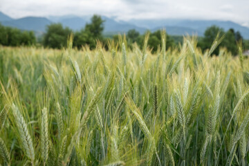 Fototapeta premium Rural scene with green wheat fields in summer time