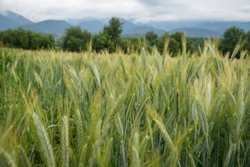Rural scene with green wheat fields in summer time
