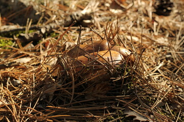 mushrooms in the forest