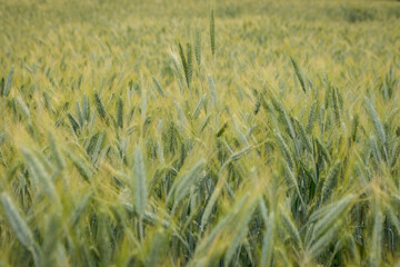 Rural scene with green wheat fields in summer time