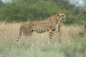 Cheetah, Kruger National Park, South Africa