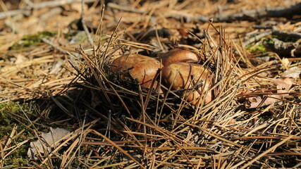 mushrooms in the forest