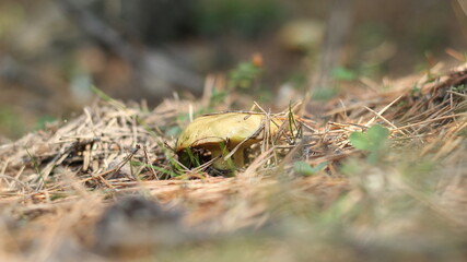 mushrooms in the forest
