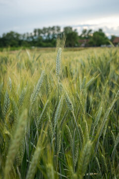 Rural scene with green wheat fields in summer time