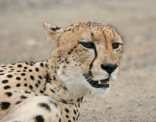 Cheetah, Kruger National Park, South Africa