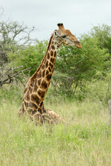 Giraffe in Kruger National Park, South Africa