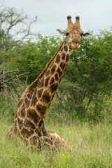 Giraffe, Kruger National Park, South Africa