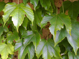 Close up of ivy on wall