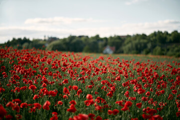 Beautiful summer day over the red poppy flower field. Countryside field with wild flowers and herbs.