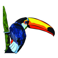Beautiful Toco toucan, so cute