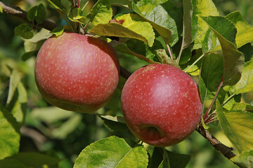 Pommes rouges Jonagold dans l'arbre	