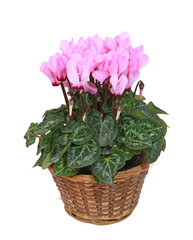 Mini Cyclamen en pot	
