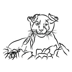 Beautiful tiger, so cute