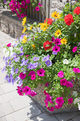 flower pot with purple petunias, geranium and sunflowers in front of the fence
