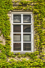 Window with subdivisions in a stone facade overgrown with ivy