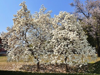 Naklejka premium cherry blossoms, さくら [桜] (4)