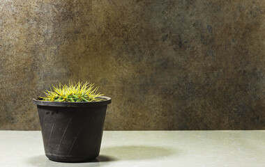 Genus Echinocactus Cactus a potted plant on marble 
