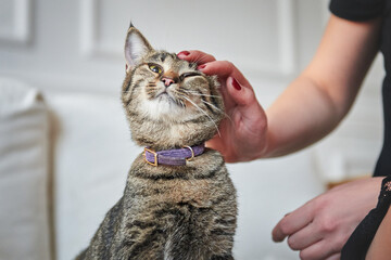 Woman petting her pet tabby cat