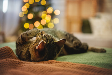 striped cat sleeps on the bed in the photo of the New Year and Christmas tree