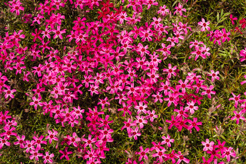 Fototapeta premium Phlox subulata - creeping phlox, moss phlox, moss pink, or mountain phlox