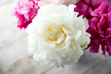 Peony in bloom