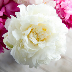 Peony in bloom