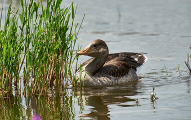 junge Graugans im Schilf