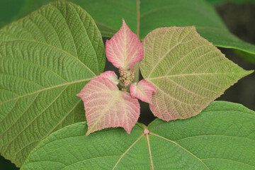 アカメガシワの毛で覆われた若葉と蕾、成長した緑の葉。少し引いたアップ