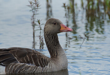 Graugans von der Seite